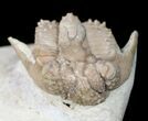 Bumpy Hoplolichoides Trilobite From Russia #11994-4